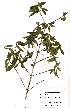  (Tricalysia junodii var. junodii - OM1399)  @11 [ ] No Rights Reserved  Unspecified Unspecified