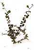  ( - OM1410)  @11 [ ] Copyright  - Unspecified