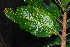 ( - OM1413)  @11 [ ] Unspecified (default): All Rights Reserved  Unspecified Unspecified