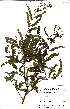  ( - OM1414)  @11 [ ] No Rights Reserved  Unspecified Unspecified