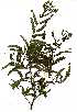  ( - OM1414)  @11 [ ] Copyright  - Unspecified