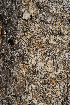  (Homalium dentatum - OM1420)  @11 [ ] Unspecified (default): All Rights Reserved  Unspecified Unspecified