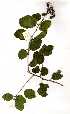  ( - OM1423)  @11 [ ] Copyright  - Unspecified