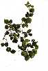  (Premna mooiensis - OM1424)  @11 [ ] Copyright  - Unspecified