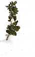  (Hyperacanthus amoneus - OM1457)  @11 [ ] Copyright  - Unspecified
