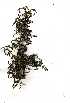  ( - OM1459)  @11 [ ] Copyright  - Unspecified