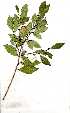  ( - OM1469)  @11 [ ] Copyright  - Unspecified