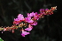  (Pseudarthria hookeri - OM1473)  @11 [ ] Unspecified (default): All Rights Reserved  Unspecified Unspecified