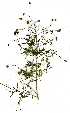  ( - OM1476)  @11 [ ] Copyright  - Unspecified