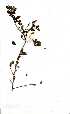  (Erythroxylum delagoense - OM1499)  @11 [ ] Copyright  - Unspecified