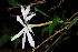  (Jasminum multipartitum - OM1541)  @11 [ ] Unspecified (default): All Rights Reserved  Unspecified Unspecified