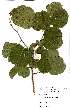  (Trimeria - OM1549)  @11 [ ] No Rights Reserved  Unspecified Unspecified