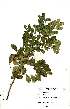  ( - OM1551)  @11 [ ] No Rights Reserved  Unspecified Unspecified