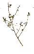  ( - OM1579)  @11 [ ] Copyright  - Unspecified