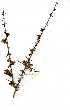  (Rhigozum zambesiacum - OM1590)  @11 [ ] Copyright  - Unspecified