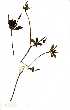  ( - OM1598)  @11 [ ] Copyright  - Unspecified