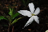  (Leptactina delagoensis - OM1598)  @11 [ ] Unspecified (default): All Rights Reserved  Unspecified Unspecified
