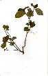  (Euphorbia espinosa - OM1600)  @11 [ ] Copyright  - Unspecified