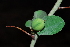  (Adenia spinosa - OM1618)  @11 [ ] Unspecified (default): All Rights Reserved  Unspecified Unspecified