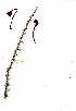  (Sesamothamnus - OM1622)  @11 [ ] Unspecified (default): All Rights Reserved  Olivier Maurin Unspecified