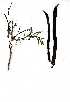  (Elephantorrhiza burkei - OM1635)  @11 [ ] Copyright  - Unspecified