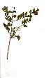 (Psydrax locuples - OM1639)  @11 [ ] Unspecified (default): All Rights Reserved  Olivier Maurin Unspecified