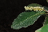  (Terminalia trichopoda - OM1657)  @11 [ ] Unspecified (default): All Rights Reserved  Unspecified Unspecified