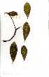  (Terminalia stenostachya - OM1662)  @11 [ ] Copyright  - Unspecified