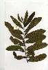  (Terminalia arjuna - OM1671)  @11 [ ] Copyright  - Unspecified