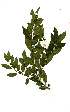  (Rhamnus prinoides - OM1744)  @11 [ ] Unspecified (default): All Rights Reserved  Olivier Maurin Unspecified