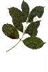  (Chionanthus peglerae - OM1766)  @11 [ ] Unspecified (default): All Rights Reserved  Olivier Maurin Unspecified