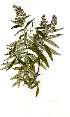  (Buddleja salviifolia - OM1780)  @11 [ ] Unspecified (default): All Rights Reserved  Olivier Maurin Unspecified