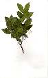  (Rothmannia capensis - OM1786)  @11 [ ] Unspecified (default): All Rights Reserved  Olivier Maurin Unspecified
