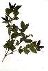  (Syzygium gerrardii - OM1799)  @11 [ ] Unspecified (default): All Rights Reserved  Olivier Maurin Unspecified