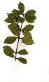  (Eugenia erythrophylla - OM1801)  @11 [ ] Unspecified (default): All Rights Reserved  Olivier Maurin Unspecified