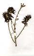  (Erythrina abyssinica - OM1808)  @11 [ ] Copyright  - Unspecified