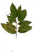  (Baphiopsis - OM1809)  @11 [ ] Unspecified (default): All Rights Reserved  Olivier Maurin Unspecified