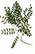  ( - OM1810)  @13 [ ] Copyright  - Unspecified