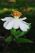  ( - OM1825)  @11 [ ] Unspecified (default): All Rights Reserved  Olivier Maurin Unspecified