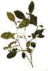 (Suregada procera - OM1829)  @11 [ ] Unspecified (default): All Rights Reserved  Olivier Maurin Unspecified