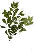  (Chionanthus foveolatus - OM1832)  @11 [ ] Copyright  - Unspecified