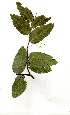  ( - OM1833)  @11 [ ] Copyright  - Unspecified