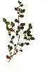  (Suregada africana - OM1839)  @11 [ ] Unspecified (default): All Rights Reserved  Olivier Maurin Unspecified