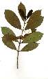  (Tricalysia coriacea - OM1842)  @11 [ ] Unspecified (default): All Rights Reserved  Olivier Maurin Unspecified