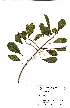  ( - OM1850)  @11 [ ] No Rights Reserved  Unspecified Unspecified