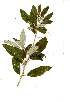 (Croton zambesicus - OM1851)  @11 [ ] Unspecified (default): All Rights Reserved  Olivier Maurin Unspecified