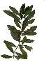 (Warburgia - OM1853)  @11 [ ] Unspecified (default): All Rights Reserved  Olivier Maurin Unspecified