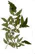  ( - OM1867)  @11 [ ] Copyright  - Unspecified