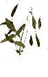  (Commiphora woodii - OM1871)  @11 [ ] Copyright  - Unspecified