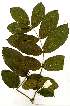  (Markhamia lutea - OM1874)  @11 [ ] Copyright  - Unspecified